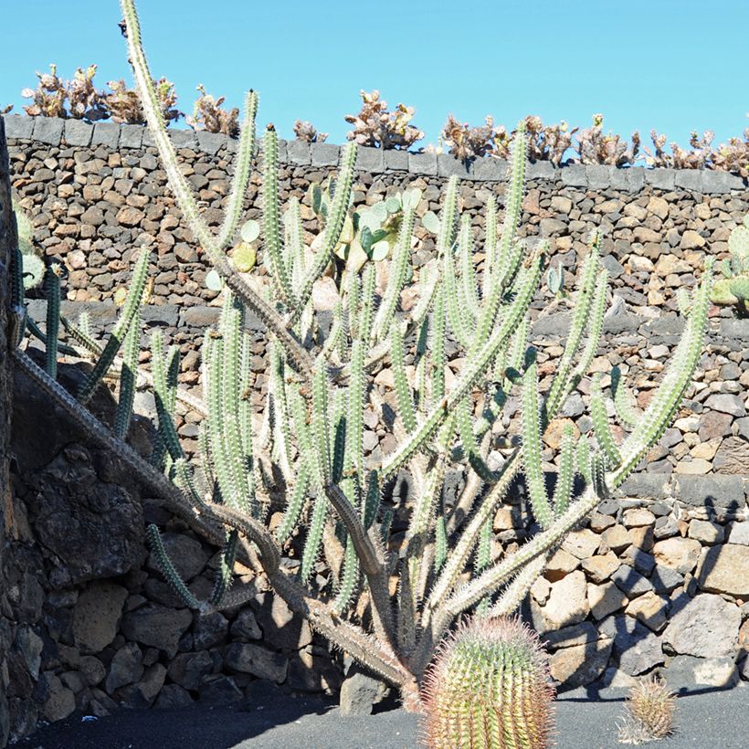 Harrisia tetracantha - Cacto (Hábito)