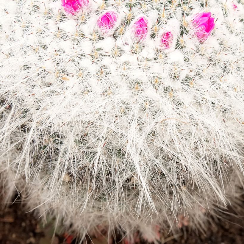 Mammillaria hahniana - Cacto da velha (Folhagem)