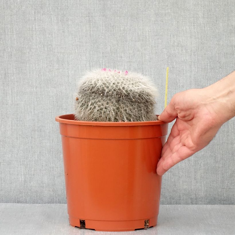 Amostra de Cactus - Mammillaria hahniana Pot de 4L/5L tal como entregue no inverno