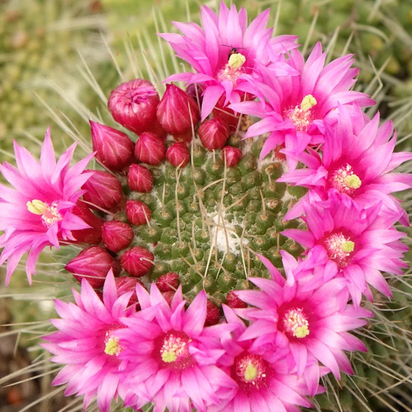 Mammillaria Un Pico - Cacto (Floração)