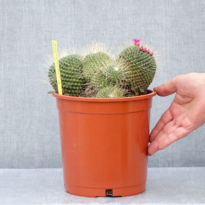 Amostra de Mammillaria Un Pico Vaso de 4 L/5 L tal como entregue na primavera