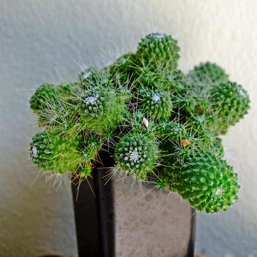 Mammillaria Un Pico - Cacto (Hábito)