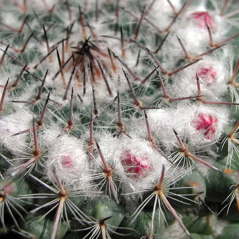 Mammillaria compressa - Mamilária-comprimida (Folhagem)