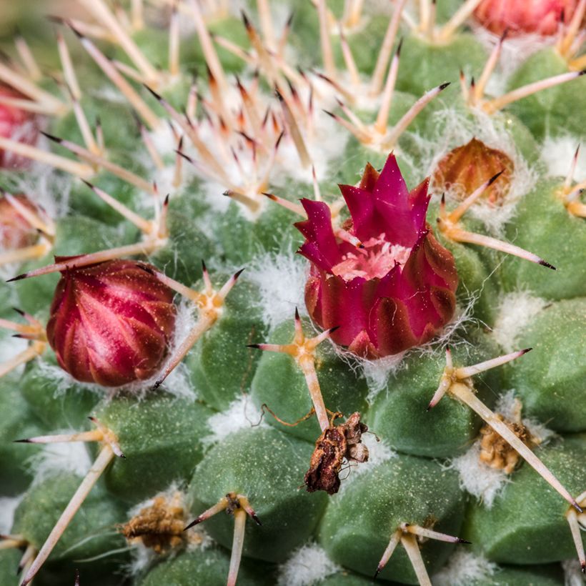 Mammillaria compressa - Mamilária-comprimida (Floração)