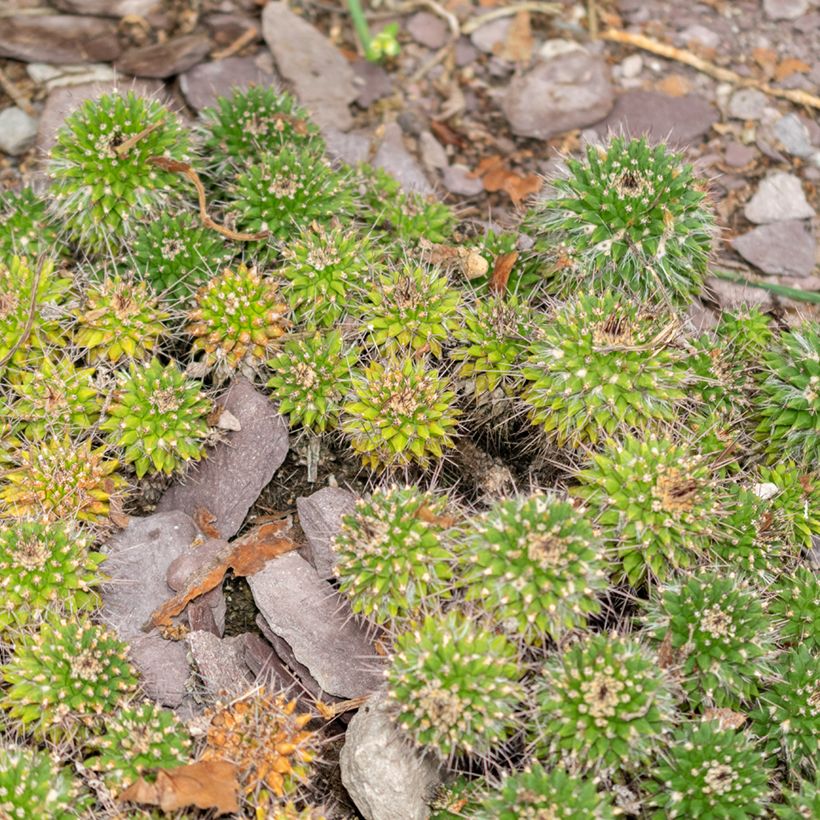 Mammillaria compressa - Mamilária-comprimida (Hábito)