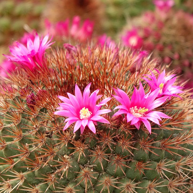 Mammillaria ernestii var. rubrispina - Cato (Floração)