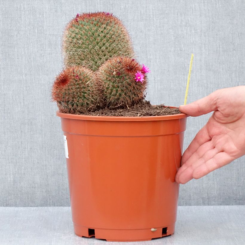 Amostra de Mammillaria ernestii var. rubrispina Vaso de 4 L/5 L tal como entregue no inverno