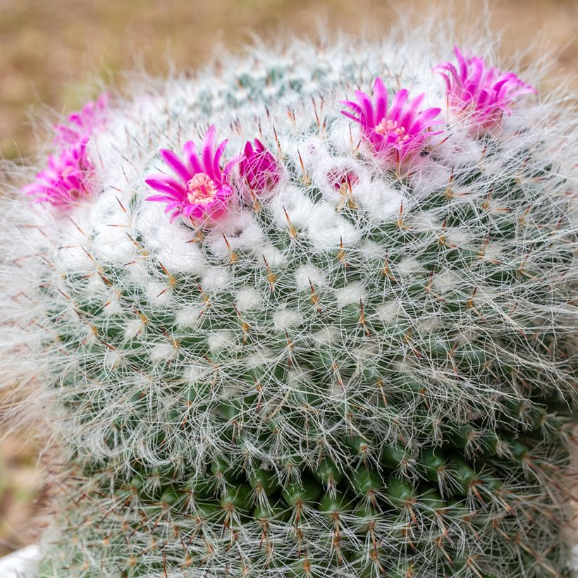 Mammillaria hahniana - Cacto da velha (Floração)