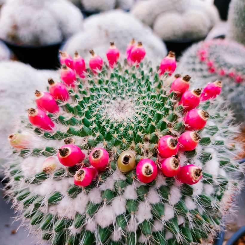 Mammillaria hahniana - Cacto da velha (Colheita)