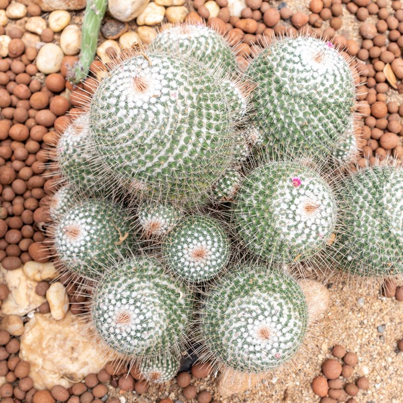 Mammillaria hahniana - Cacto da velha (Hábito)