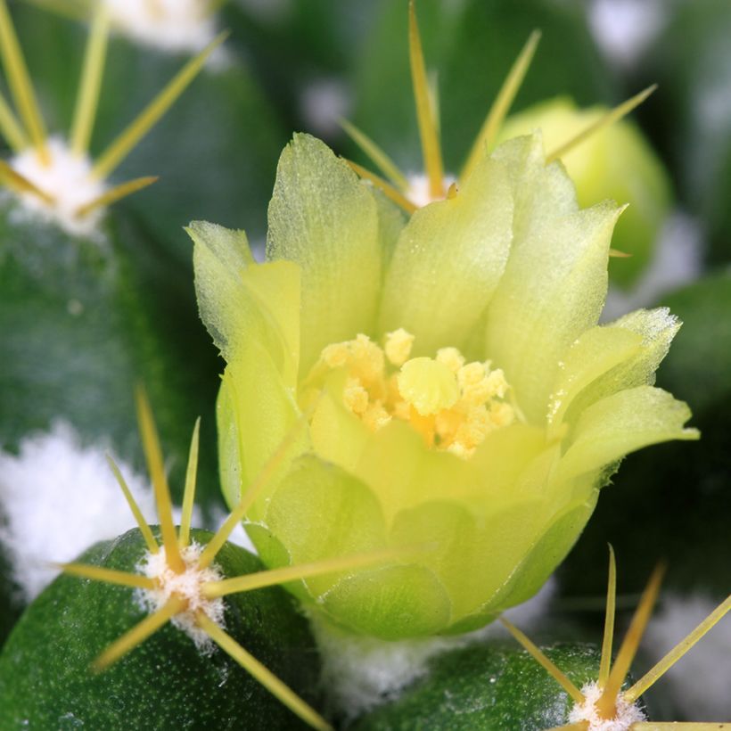 Mammillaria marksiana - Cacto (Floração)