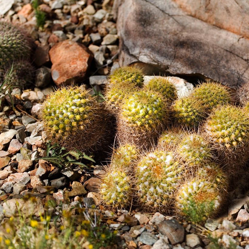 Mammillaria marksiana - Cacto (Hábito)