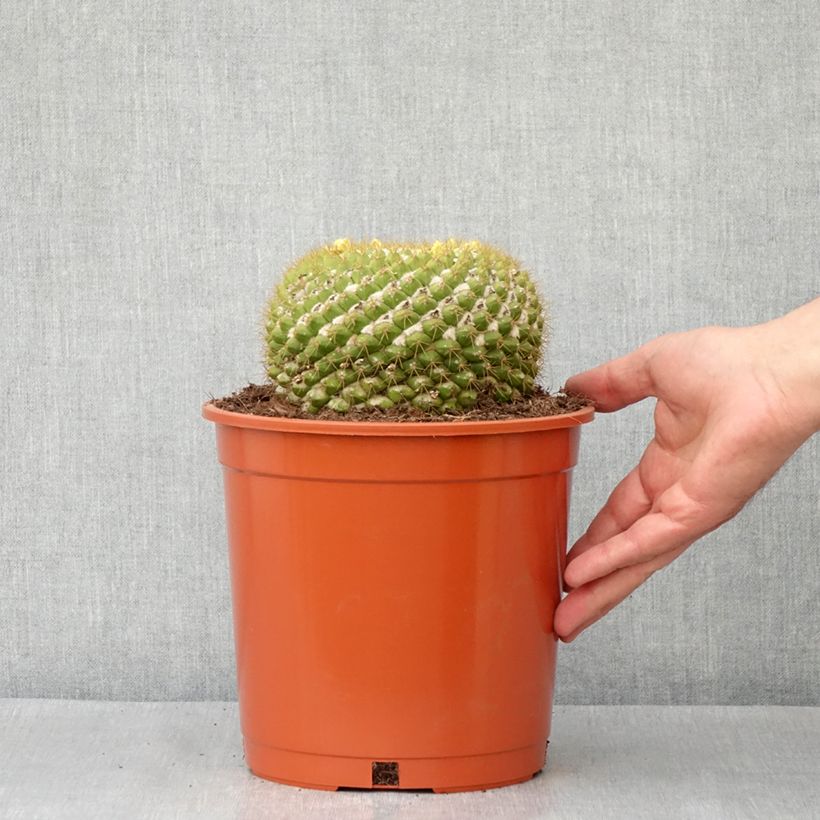 Amostra de Cactus - Mammillaria marksiana Pot de 4L/5L tal como entregue no inverno