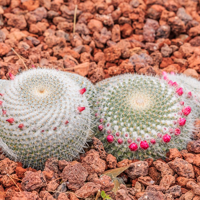 Mammillaria muehlenpfordtii - Cacto (Hábito)