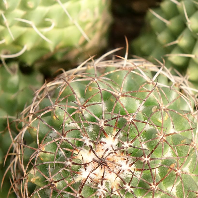 Mammillaria polythele Toluca - Cacto (Folhagem)