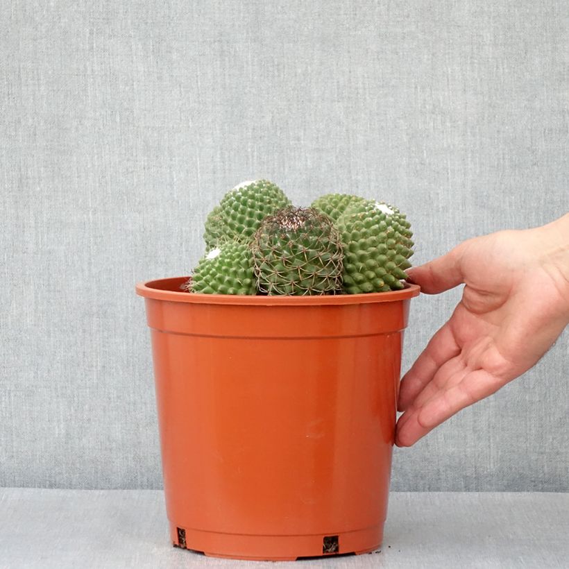 Amostra de Cactus - Mammillaria Toluca Pot de 4L/5L tal como entregue no inverno