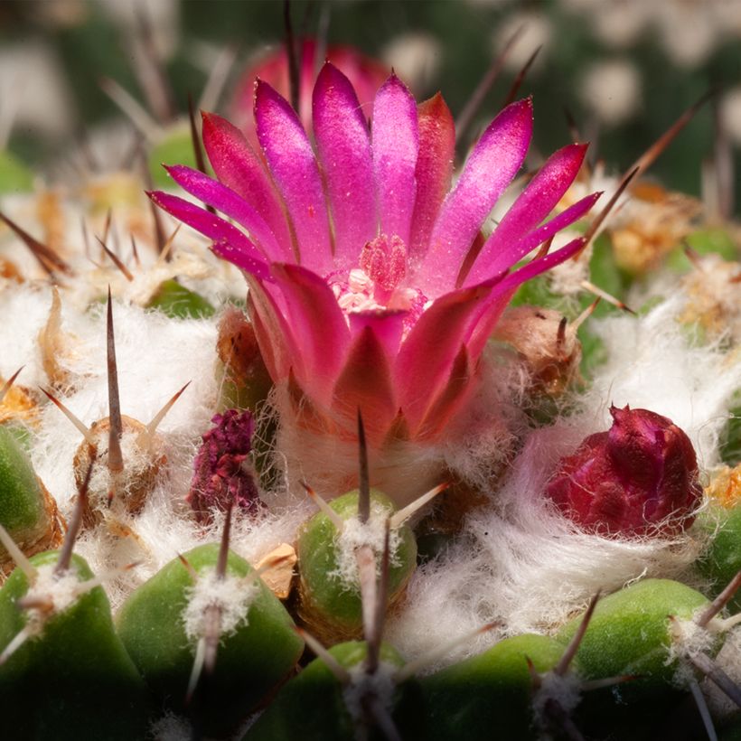 Mammillaria rhodantha subsp. pringlei - Cato (Floração)