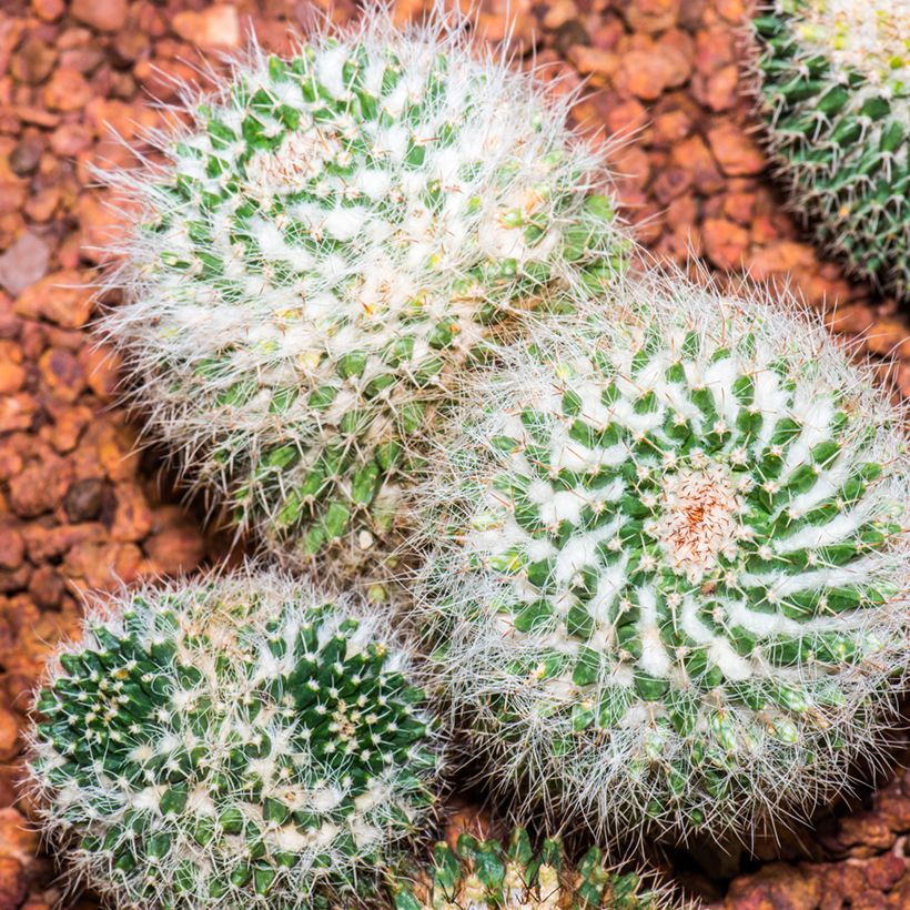Mammillaria rhodantha subsp. pringlei - Cato (Hábito)