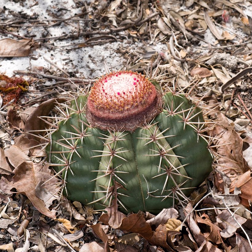 Melocactus bahiensis - Cacto (Hábito)