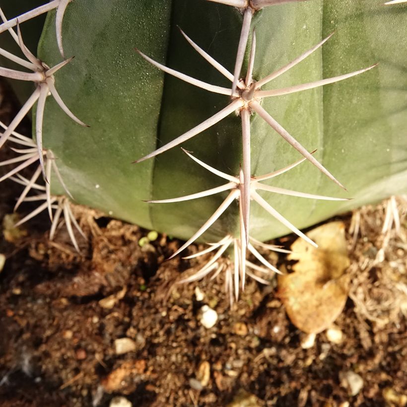 Melocactus bahiensis - Cacto (Folhagem)