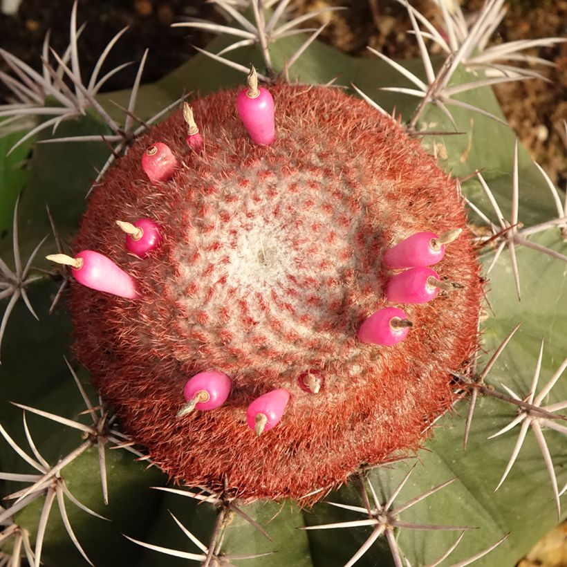 Melocactus bahiensis - Cacto (Floração)