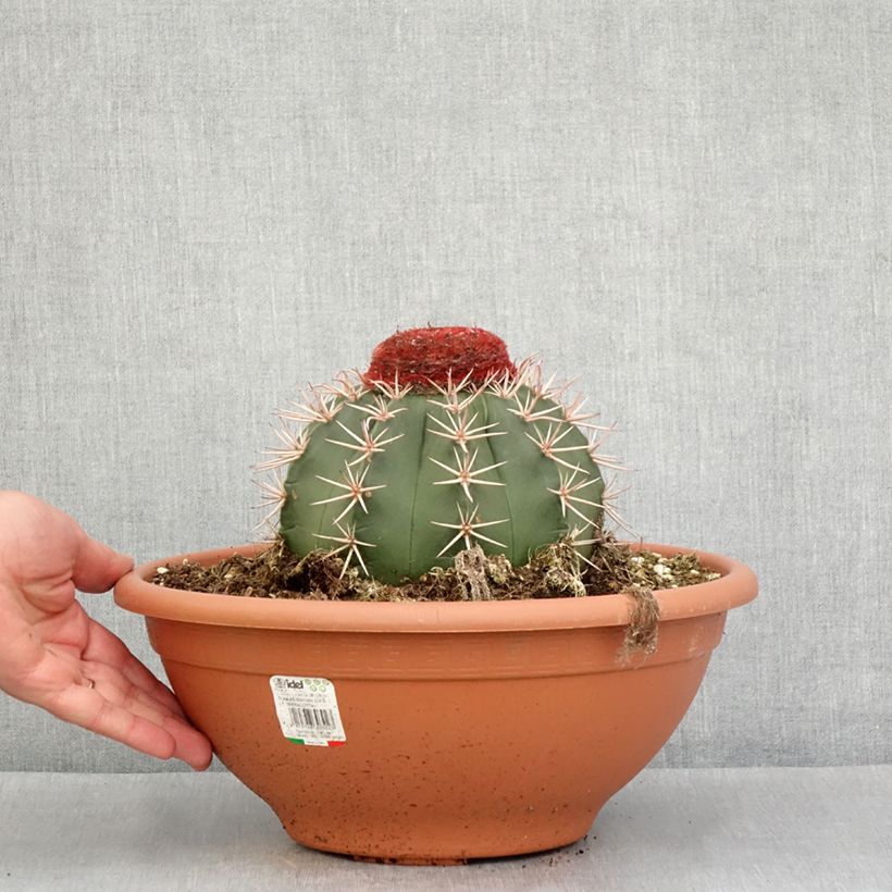 Amostra de Cactus - Melocactus bahiensis Pot de 6L/7L tal como entregue no inverno