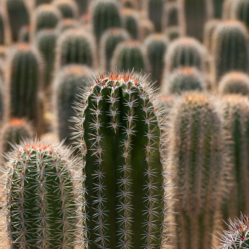 Pachycereus pringlei - Cacto (Folhagem)