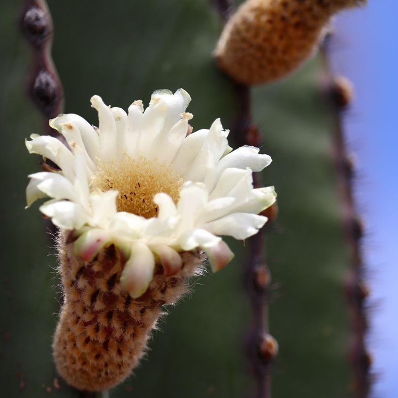 Pachycereus pringlei - Cacto (Floração)