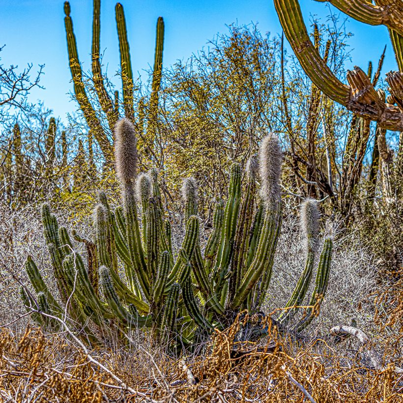 Pachycereus pringlei - Cacto (Hábito)