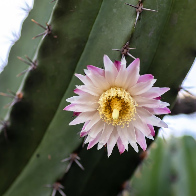 Polaskia chende - Cacto (Floração)