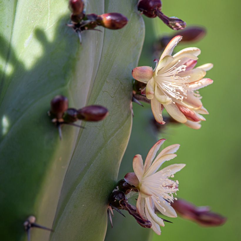 Polaskia chichipe - Cacto (Floração)