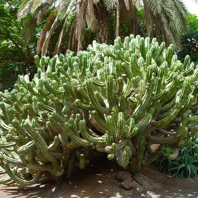 Polaskia chichipe - Cacto (Hábito)