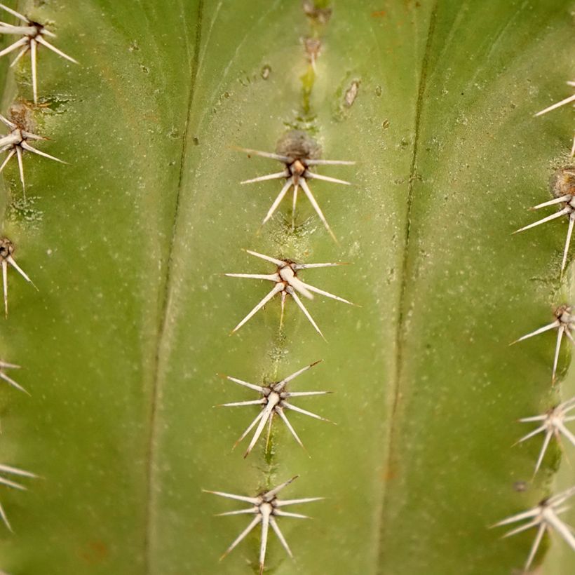 Polaskia chichipe - Cacto (Folhagem)