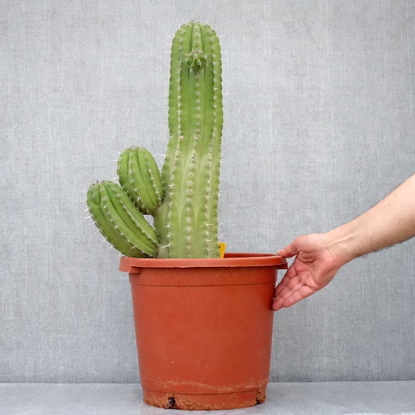 Amostra de Cactus - Polaskia chichipe Pot de 12L/15L tal como entregue no inverno