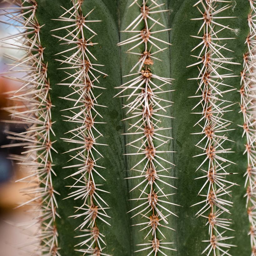 Stenocereus griseus - Cacto (Folhagem)