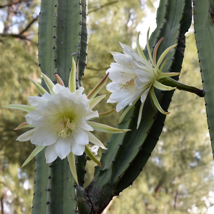 Trichocereus pachanoi (Floração)