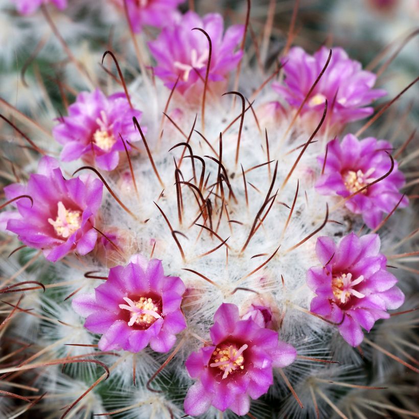 Mammillaria bombycina - Cacto (Floração)