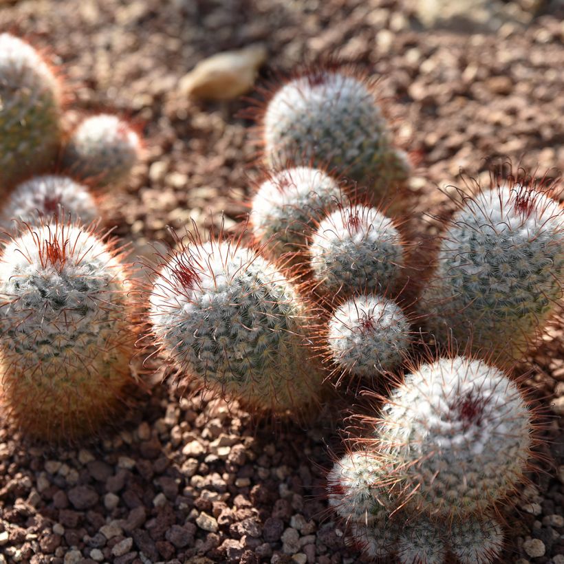 Mammillaria bombycina - Cacto (Hábito)