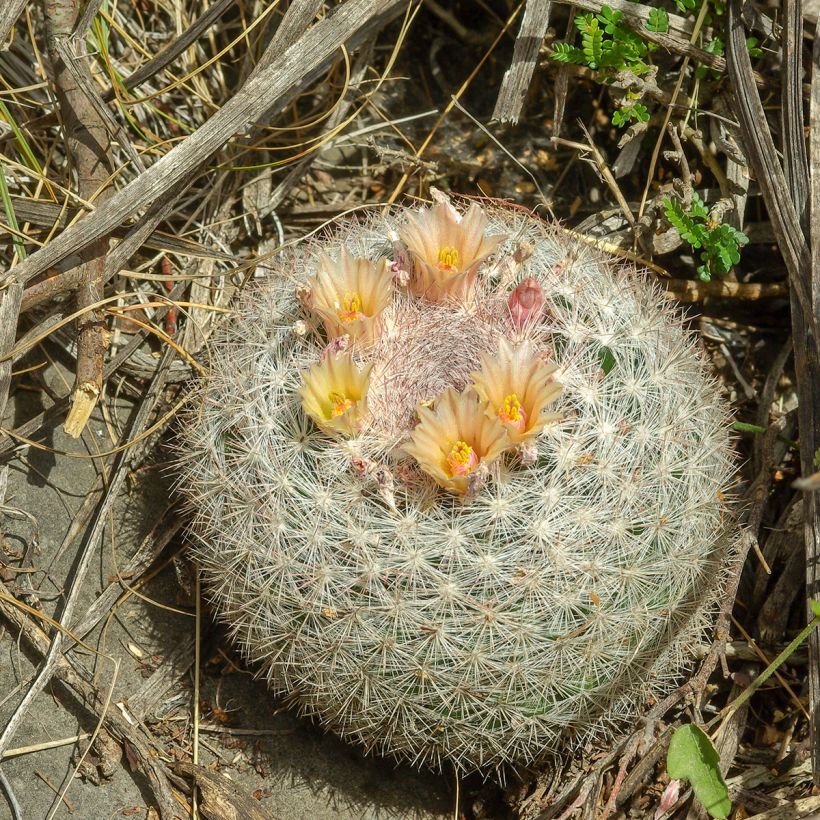 Mammillaria candida - Cacto (Hábito)