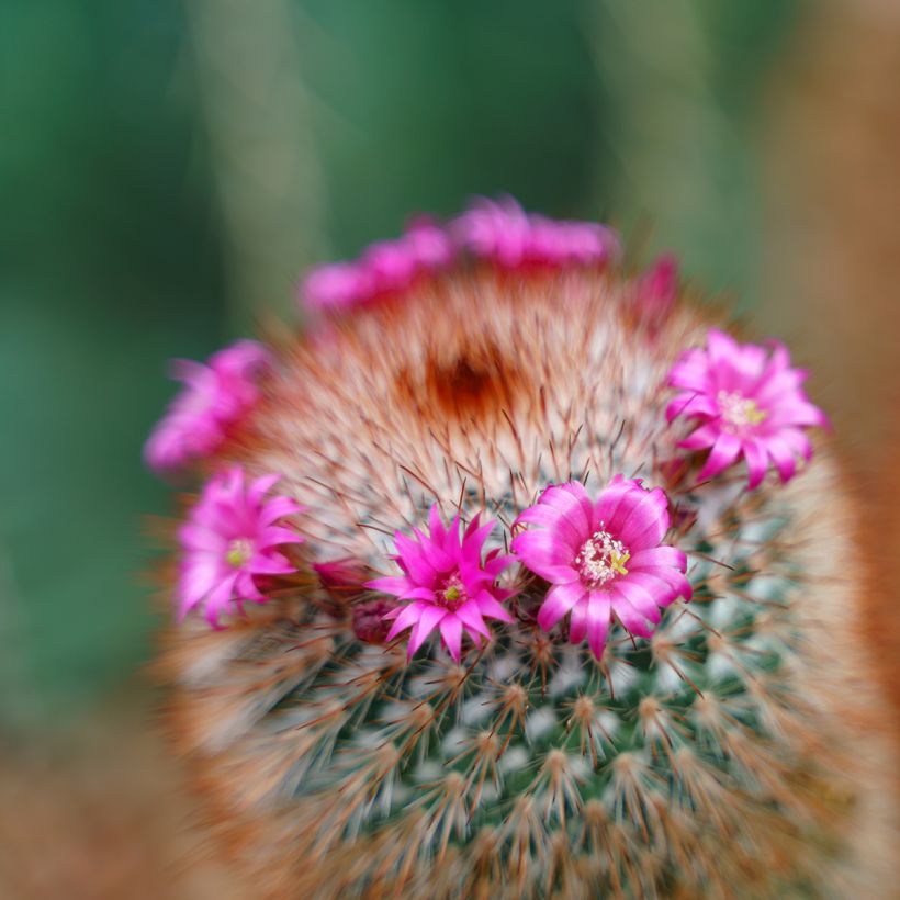 Mammillaria spinosissima f. rubrispina - Cacto (Floração)