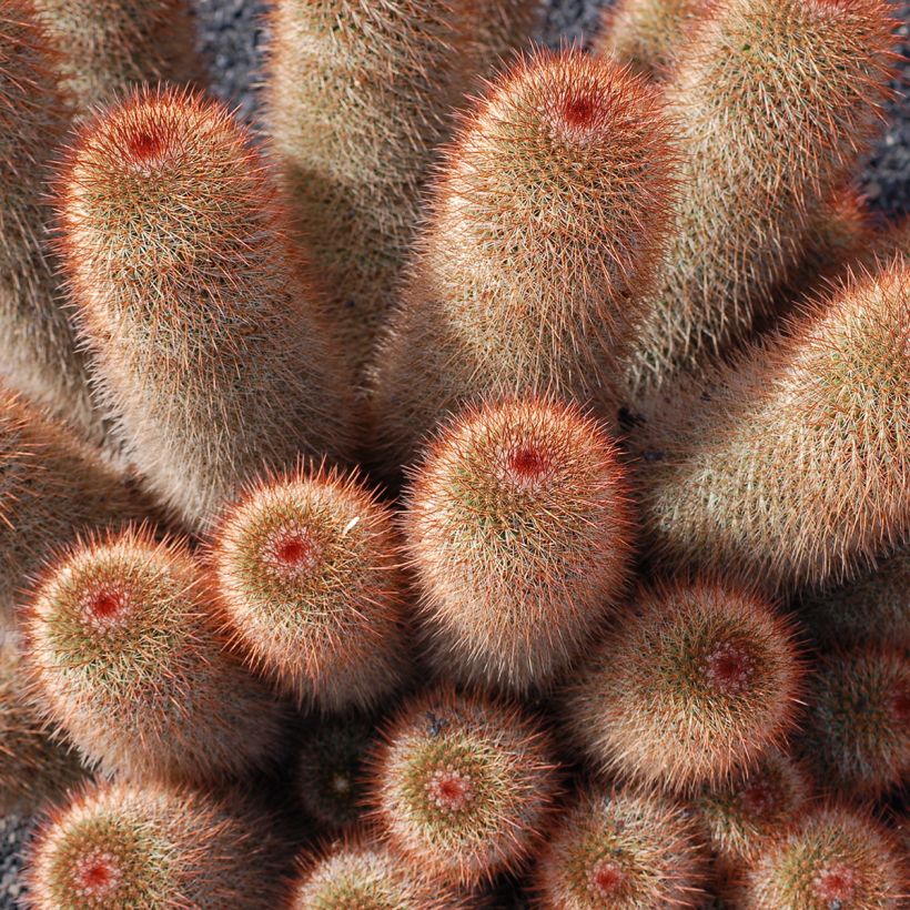 Mammillaria spinosissima f. rubrispina - Cacto (Hábito)