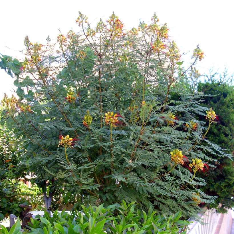 Caesalpinia gilliesii (Hábito)