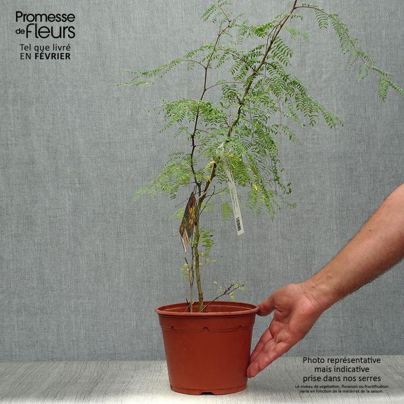 Amostra de Caesalpinia gilliesii Vaso de 2 L/3 L tal como entregue no outono