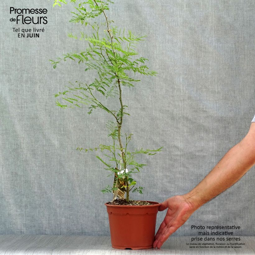 Amostra de Caesalpinia gilliesii Vaso de 2 L/3 L tal como entregue no verão