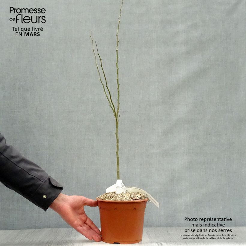 Amostra de Caesalpinia gilliesii Vaso de 2 L/3 L tal como entregue na primavera