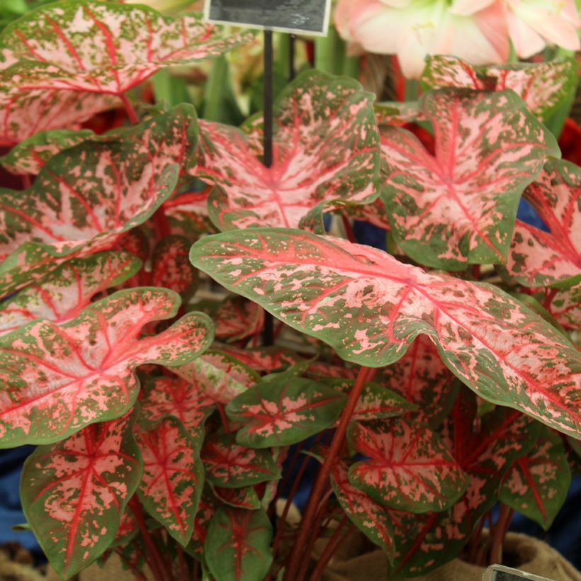 Caladium Carolyn Whorton (Hábito)