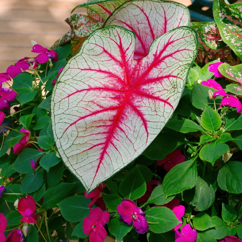 Caladium Fiesta (Folhagem)
