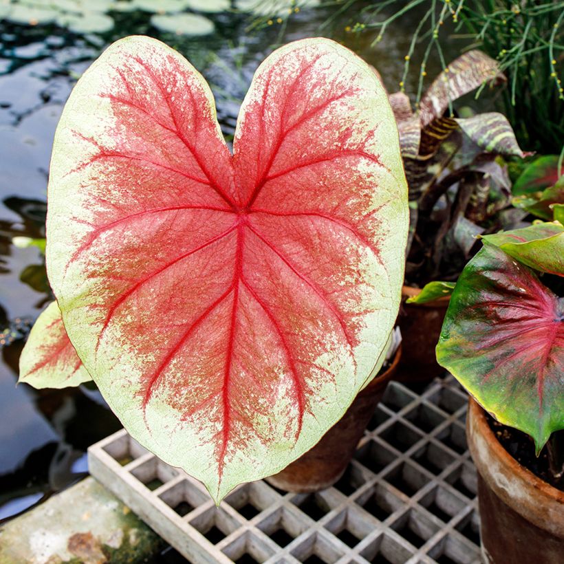 Caladium Mint Julep (Folhagem)