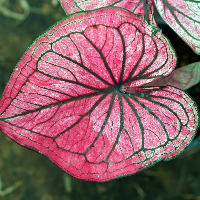 Caladium bicolor Lucia (Folhagem)