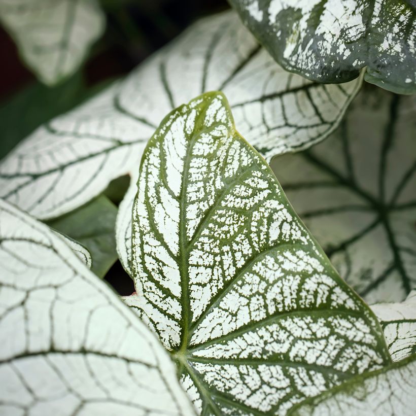 Caladium bicolor Pliage (Folhagem)